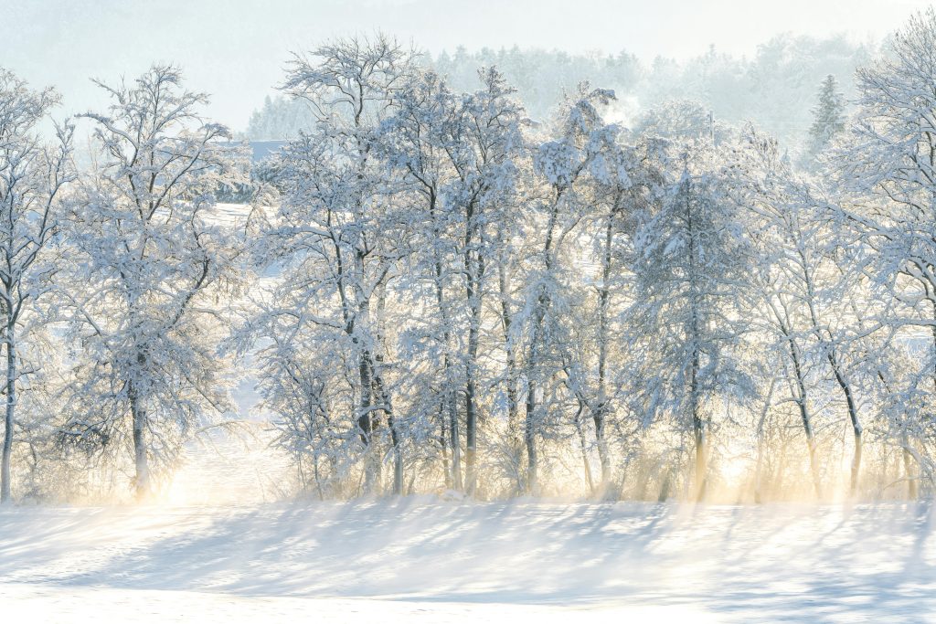 Snow-covered trees in a tranquil winter scene in Lutry, Switzerland.