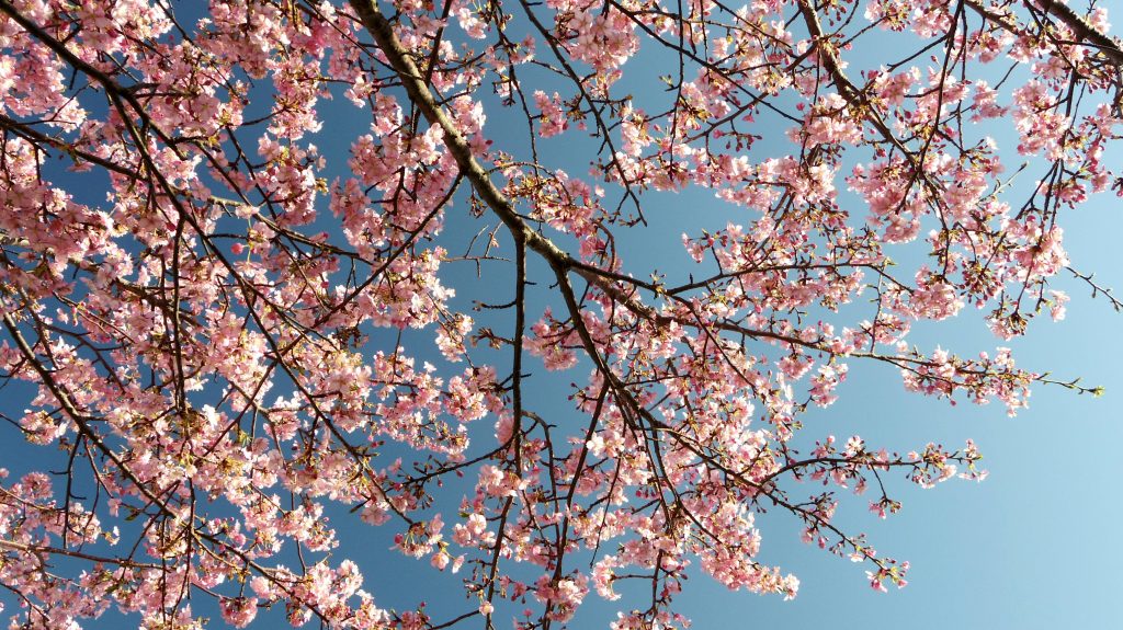 Cherry blossom branches against a vibrant blue sky, symbolizing spring's bloom.