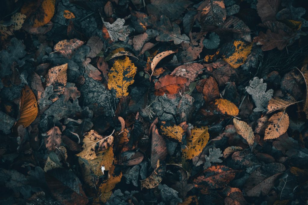 A dark and moody texture of fallen autumn leaves in rich colors, perfect for seasonal themes.